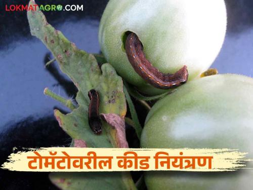 Take these preventative measures as control becomes difficult when diseases attack in tomato crops | टोमॅटो पिकांवर रोगांचा प्रादुर्भाव झाल्यावर नियंत्रण कठीण म्हणून करा हे प्रतिबंधात्मक उपाय