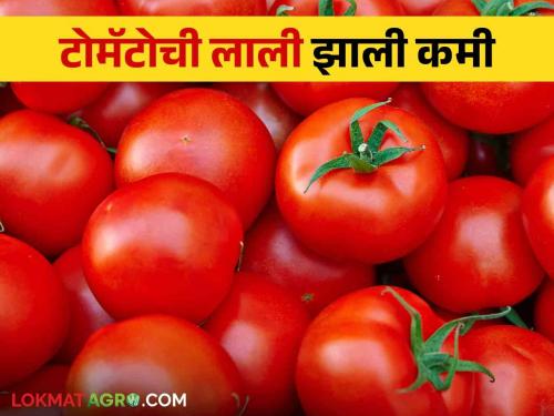 Latest News Read more about price of vegetables in Nashik market yard see details | Nashik Tomato Market : नाशिक मार्केटला भाजीपाल्याला काय भाव मिळतोय, वाचा सविस्तर 