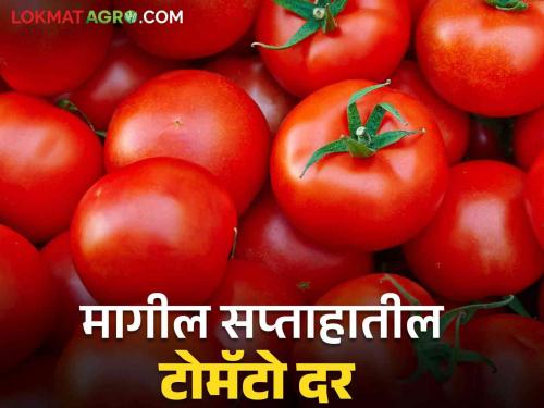 Latest News Tomato prices averaged Rs 1570 per quintal last week see details | Tomato Market : टोमॅटो आवकेत 8 टक्क्यांची घट, मागील आठवड्यात काय दर मिळाला? 