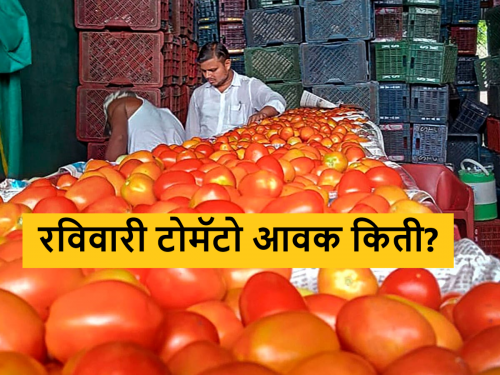 Latest News Todays Same price of tomato in Mangalvedha, Bhusawal, Rahata market yard check here | Tomato Market : मंगळवेढा, भुसावळ, राहता बाजारात टोमॅटोला सारखाच भाव, वाचा आजचे बाजारभाव