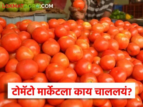 Latest news todays tomato at Rs 7 to 8 per kg in market yards in maharashtra | Tomato Market : टोमॅटो दरात कमालीची घसरण, कुठे-काय भाव मिळाला, वाचा आजचे दर