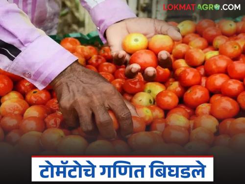 latest news Tomato Bajar Bhav: Tomato math went wrong; Prices fell by 'so much' rupees in three days | Tomato Bajar Bhav : टोमॅटोचे गणित बिघडले; तीन दिवसांत 'इतक्या' रुपयांनी घसरले भाव