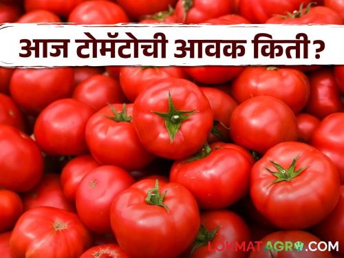 Latest News Tomato Market price of tomatoes in Mumbai, Pune market see details | Tomato Market : मुंबई, पुणे मार्केटमध्ये टोमॅटोला काय भाव मिळाला? वाचा आजचे बाजारभाव 