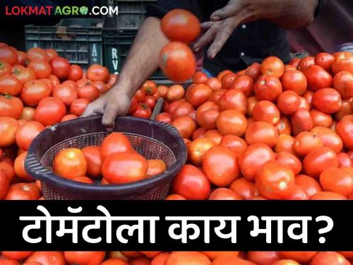 Latest News Todays Tomato market price in mumbai tomato market check here details | Tomato Market: मुंबई बाजारात नंबर एकच्या टोमॅटोला सर्वाधिक भाव, वाचा आजचे बाजारभाव