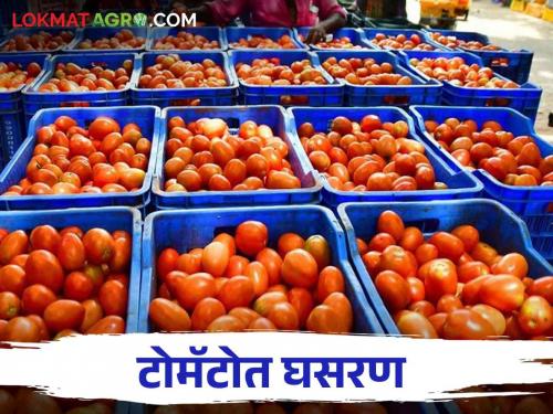 Tomato Market: What caused the fall in the price of tomatoes.. read in detail | Tomato Market: टोमॅटोचे दरात झाली कशामुळे झाली घसरण.. वाचा सविस्तर