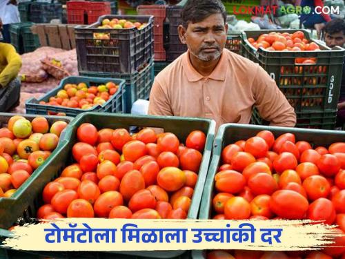 Tomato Market : Farmers get high price for tomatoes; Read more about what you got price | Tomato Market : टोमॅटोच्या लालीने शेतकरी चकाकणार; काय मिळाला दर वाचा सविस्तर 