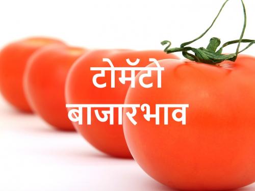 Tomato market price, farmers are getting only 2 rupees per kg | दोनशे रुपयांना ओरड, दोन रुपयांवर मौन का ? असे आहेत टोमॅटो बाजार भाव