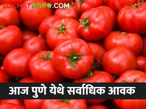 Tomato Market Highest tomato arrival in the state today in Pune; Read what rates are available | Tomato Market राज्यात सर्वाधिक टोमॅटो आवक आज पुण्यात; वाचा काय मिळतोय दर