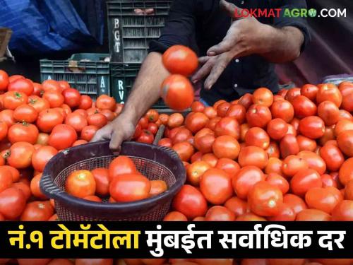 Tomato Market No.1 Highest price for tomatoes in Mumbai; Read today's tomato market prices | Tomato Market नं.१ टोमॅटोला मुंबईत सर्वाधिक दर; वाचा आजचे टोमॅटो बाजारभाव