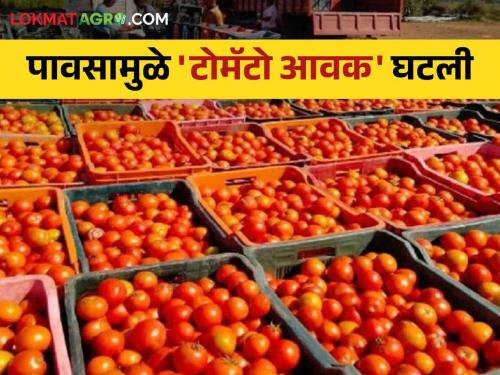 Tomato Market Due to ongoing rains in the state, tomato arrivals decreased; Read today's tomato market rates | Tomato Market राज्यात सुरू असलेल्या पावसामुळे टोमॅटो आवक घटली; वाचा आजचे टोमॅटो बाजारदर