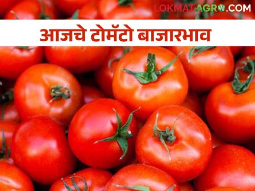 Latest news 05 feb 2024 Todays Tomato Market Price in Maharashtra | टोमॅटोला काय भाव मिळाला? वाचा आजचे बाजारभाव 