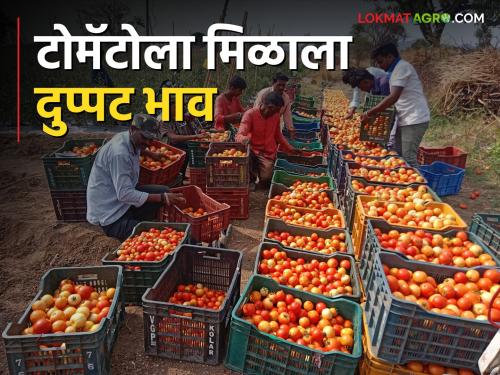 Tomato Market Karanjkhed tomatoes are getting double price; Traders come to the dam to buy | Tomato Market करंजखेडच्या टोमॅटोला मिळतोय दुप्पट भाव; खरेदीसाठी व्यापारीच येताहेत बांधावर