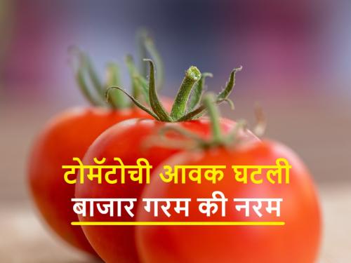 Tomato arrivals in the market decreased; These are today's tomato market prices | बाजारातील टोमॅटो आवक घटली; असे आहेत आजचे टोमॅटोचे बाजारभाव