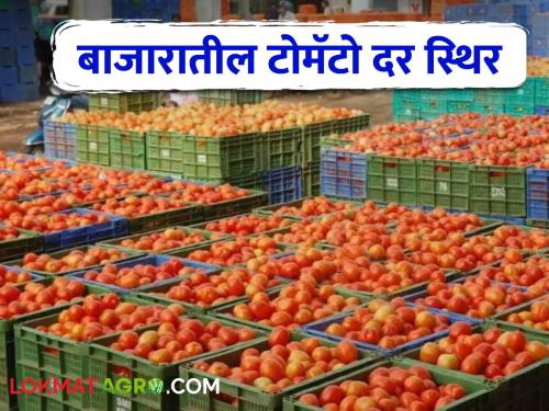 Tomato Market Price Tomato market price stable; Read today's tomato market prices | Tomato Market Price बाजारातील टोमॅटो दर स्थिर; वाचा आजचे टोमॅटो बाजारभाव