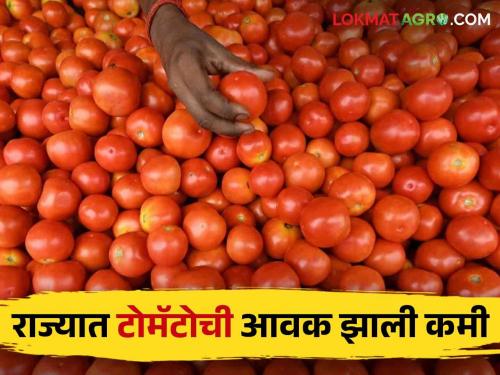 Market Update The arrival of tomatoes in the state has decreased; Read what rates are available | Market Update राज्यात टोमॅटो आवक झाली कमी; वाचा काय मिळतोय दर