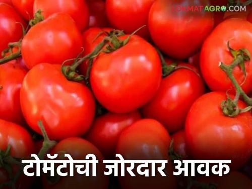 latest news Tomato Market : Tomato boom in Karmad market; Strong arrival even in the rain Read in detail | Tomato Market : करमाड बाजारात टोमॅटोची धूम; पावसातही दमदार आवक वाचा सविस्तर