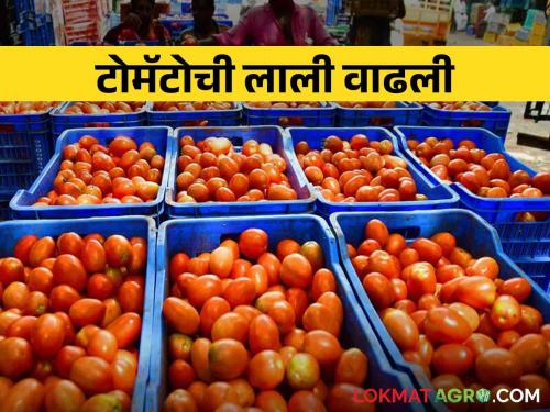 Tomato Market Narayangaon In Narayangaon market, tomato fetches high prices, one carat fetches the same price. | Tomato Market Narayangaon नारायणगाव बाजारात टोमॅटोला मिळतोय चांगला दर, एका कॅरेटला मिळाला इतका भाव