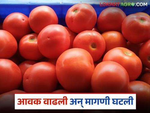 Zero in hand after spending 1.5 lakh; Tomato farmers in crisis due to reduced market demand | दीड लाख खर्चून हाती शून्य; बाजारातील मागणी घटल्याने टोमॅटो उत्पादक शेतकरी संकटात