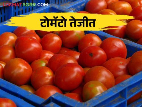 Tomato fetched Rs.20 per kg in Modnimb market | Tomato Bajar Bhav : मोडनिंब बाजारात टोमॅटोला प्रतिकिलो मिळाला वीस रुपयांचा दर