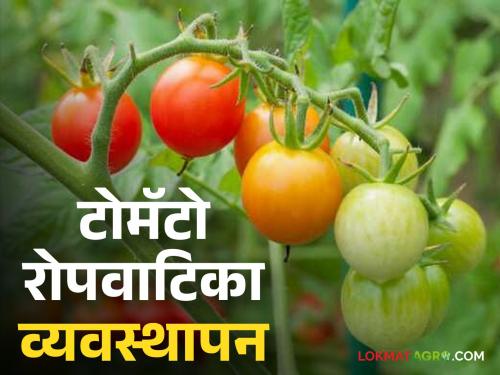 Latest News How to prepare a tomato nursery management Read in detail  | Tomato Nursery : टोमॅटो रोपवाटिका कशी तयार कराल? काय काळजी घ्याल? वाचा सविस्तर 