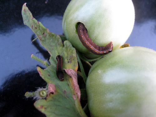 How to control pest and disease on tomato crop? | टोमॅटो पिकावरील किडींचे नियंत्रण कसे कराल?