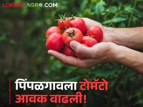 Latest News Tomato Market Arrival of one lakh 44 thousand tomato carrots in Pimpalgaon market read in detail | Tomato Market : पिंपळगावला दीड लाख टोमॅटो कॅरेटची आवक, आज काय भाव मिळाला? 