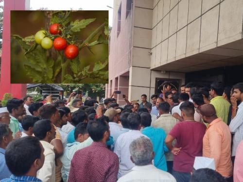 tomato market prices are declining in Pimpalgaon | टोमॅटोसह भाजीपाल्याचे बाजार भाव कोसळले, पिंपळगावमध्ये शेतकऱ्यांचा ठिय्या