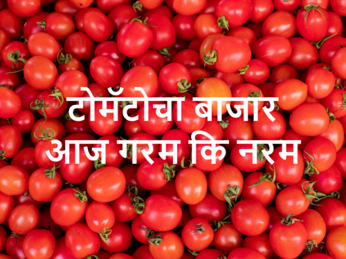 Today's tomato market prices in Pune and Maharashtra | आज टोमॅटो कुठे खातोय भाव? जाणून घ्या