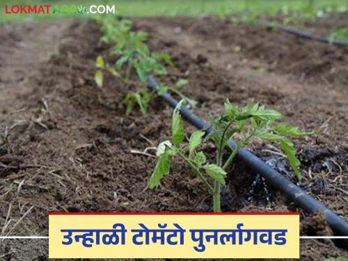 Latest News Unhal Tomato Lagvad Precautions to be taken while replanting summer tomatoes see details | Unhal Tomato Lagvad : उन्हाळी टोमॅटोची पुनर्लागवड करतांना हे काम करा, उत्पन्न दुप्पट मिळवा!
