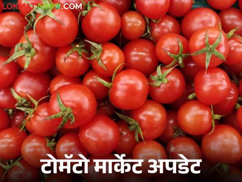 Latest News Tomato Market Pimpalgaon Baswant market drop in tomato arrivals Market price per carat | Tomato Market : पिंपळगाव बसवंत मार्केटला टोमॅटो आवक घसरली, वाचा आजचे बाजारभाव