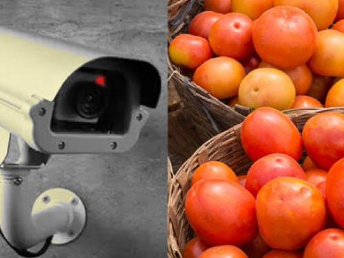 A CCTV camera installed on the tomato field due to the fear of theft, is the only discussion of a farmer in Gangapur | चोरीच्या भीतीने टोमॅटोच्या शेतावर लावला सीसीटीव्ही कॅमेरा, गंगापुरमधील शेतकऱ्याची एकच चर्चा