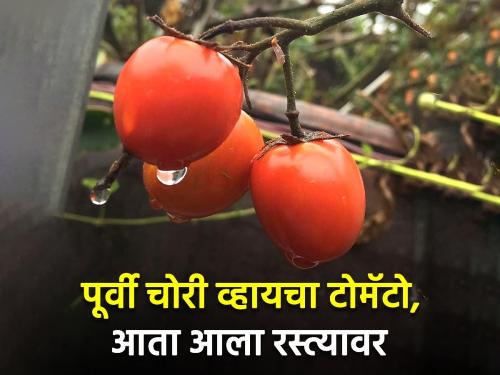 Who responsible for the tomato market price? | टोमॅटो बाजारभावला वाली कोण?