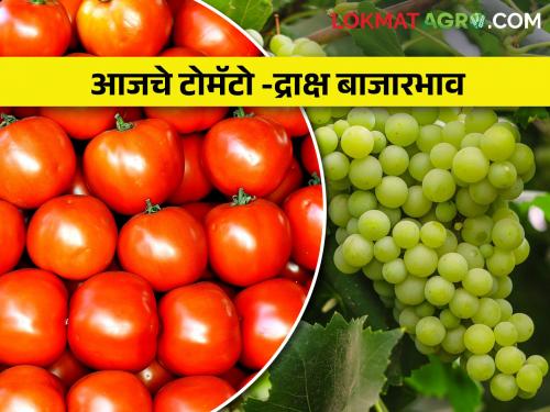 Latest News 21 Feb 2024 today market price of grapes and tomatoes in maharashtra | कुठे घसरण तर कुठे समाधानकारक, आज द्राक्ष आणि टोमॅटोला काय बाजारभाव मिळाला? 