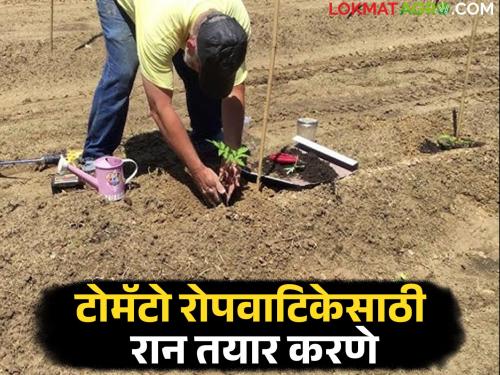 latest News Tomato nursery How to prepare the soil for tomato nursery Read in detail | Tomato Nursery : टोमॅटो पिकाच्या रोपवाटिकेसाठी रान तयार कसे तयार कराल? वाचा सविस्तर 