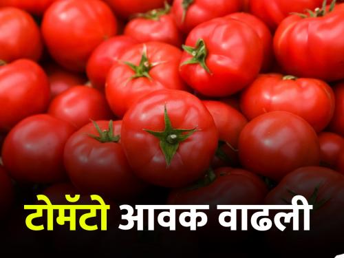 Tomato Market Tomato arrivals increased; Read today's market prices | Tomato Market टोमॅटो आवक वाढली; वाचा आजचे बाजारभाव