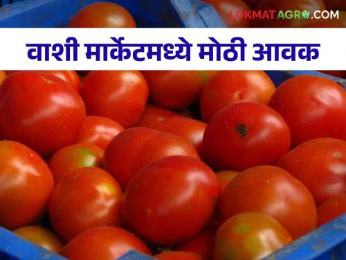 Tomato Market: Record arrival of tomatoes in Mumbai market committee How did you get the market rate? | Tomato Market: मुंबई बाजार समितीमध्ये टोमॅटोची विक्रमी आवक कसा मिळाला दर