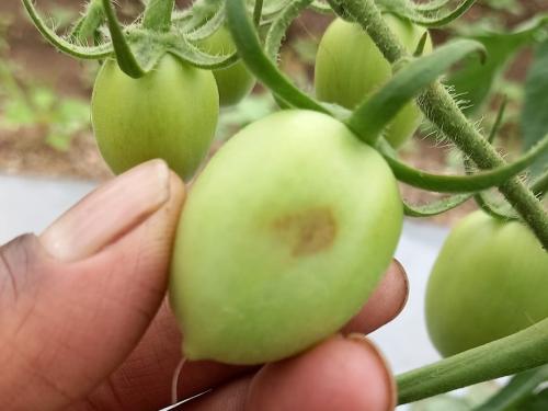 How to control pests and diseases on tomatoes that fetch high prices in the market? | बाजारात जास्त भाव मिळणाऱ्या टोमॅटोवरील कीड-रोगांचे नियंत्रण कसे करायचे?