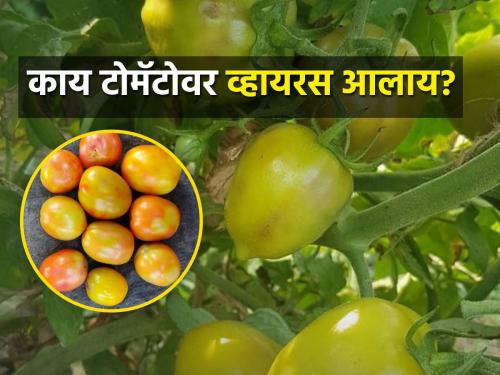 How to protect tomatoes from viral diseases? | विषाणूजन्य रोगापासून टोमॅटोचे संरक्षण कसे कराल?