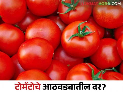 Latest News Tomato Market last week tomato market prices rate down reason Know in detail  | Tomato Market : टोमॅटोचे दर घसरण्याचे नेमकं कारण काय? जाणून घ्या सविस्तर 