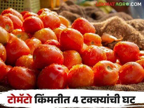 Latest News Tomato Bajarbhav 23 percent decrease in tomato arrival and 4 percent decrease in price, know in detail  | Tomato Market : टोमॅटो आवकेत 23 टक्के, तर किंमतीत 4 टक्क्यांची घट, जाणून घ्या सविस्तर 