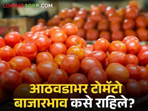 Latest News Tomato Market 46 percent decrease in tomato price within week Read in detail  | Tomato Market : आठवडाभरात टोमॅटो दरात 46 टक्क्यांची घट, कसे होते बाजारभाव? वाचा सविस्तर 