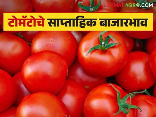 Latest news Tomato market price increased by 06 percent, see weekly market price | Tomato Market : टोमॅटो बाजारभावात 06 टक्क्यांनी वाढ, मागील आठवड्यातील बाजारभाव कसे होते? 