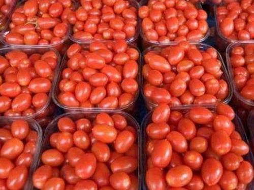 Bombay Market Committee is taking strict vigilance for the safety of tomatoes | टोमॅटोच्या सुरक्षेसाठी मुंबई बाजारसमिती घेतेय काटेकोर दक्षता