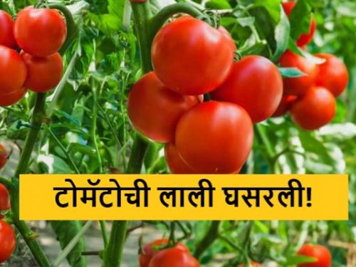 Latest News Todays Tomato Market price in maharashtra market yards | Tomato Market : टोमॅटोची लाली झाली फिकी, किलोला काय मिळतोय भाव? 