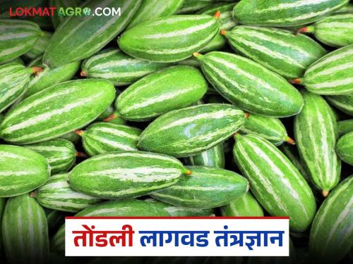 latest news Tondli farming: Traditional taste and health advice; Double benefit from Tondli cultivation! Read in detail | Tondli Farming : परंपरेची चव आणि आरोग्याचा सल्ला; तोंडली लागवडीतून दुहेरी फायदा! वाचा सविस्तर