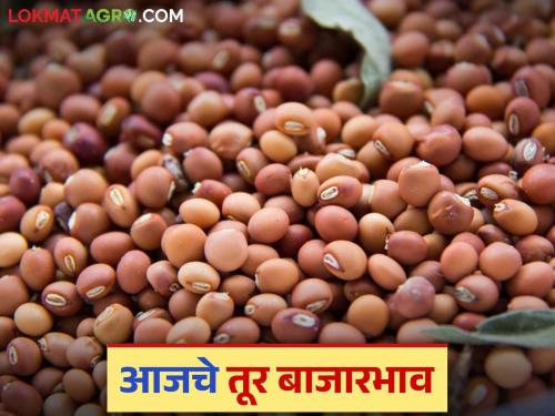 Tur bajar bhav: The arrival of red tur in the market is increasing; Read in detail how the price is being obtained | Tur bajar bhav: लाल तुरीची आवक बाजारात वाढतेय; कसा मिळतोय दर ते वाचा सविस्तर