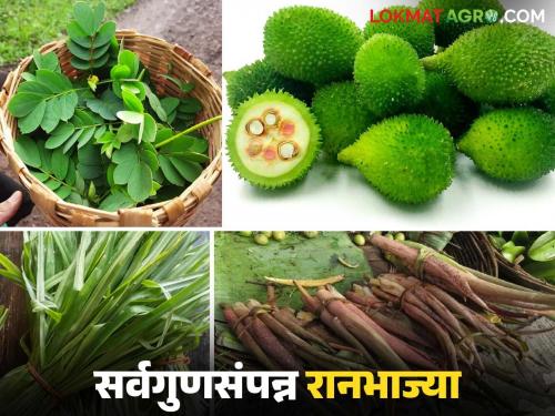 Ranbhajya : What are the seven all-purpose wild vegetables that come during the monsoon? Find out in detail | Ranbhajya : पावसाळ्यात येणाऱ्या सर्वगुणसंपन्न सात रानभाज्या कोणत्या? जाणून घ्या सविस्तर