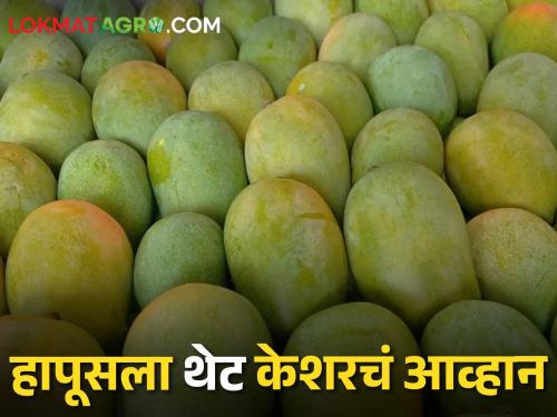 Muhurta of Akshaya Tritiya; Demand for mangoes has increased in the market | Mango Market अक्षय्य तृतीयेचा मुहूर्त; बाजारात आंब्यांची दरवळ मागणी वाढली