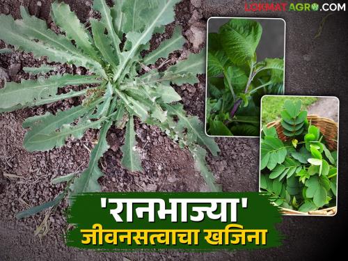 Ranbhajya : Eat these wild vegetables, which are a treasure trove of vitamins, and stay away from diseases | Ranbhajya : जीवनसत्वाचा खजिना असणाऱ्या 'या' रानभाज्या खा अन् आजारापासून दूर रहा
