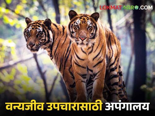 Latest News North Maharashtra's first wildlife treatment center launched in nashik | Transit Treatment Center : उत्तर महाराष्ट्रातील पहिलं वन्यजीव उपचार केंद्र सुरु, कसं आहे नेमकं स्वरूप? 